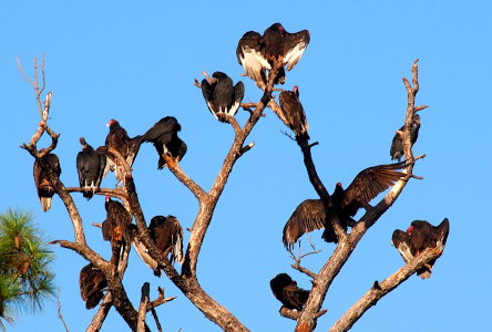 [At the top of the tree are 13 resting birds facing away from the camera. One on the right has its wings outstretched. Another on the right has its wings open a little and its red head turned back toward the camera as it seems to scratch itself. Several red heads are visible on the left and the white beaks are also visible.]